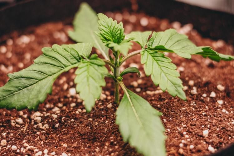 Spring 42 auto. Week 2
