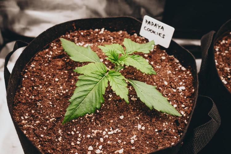 Spring 42 auto. Week 2