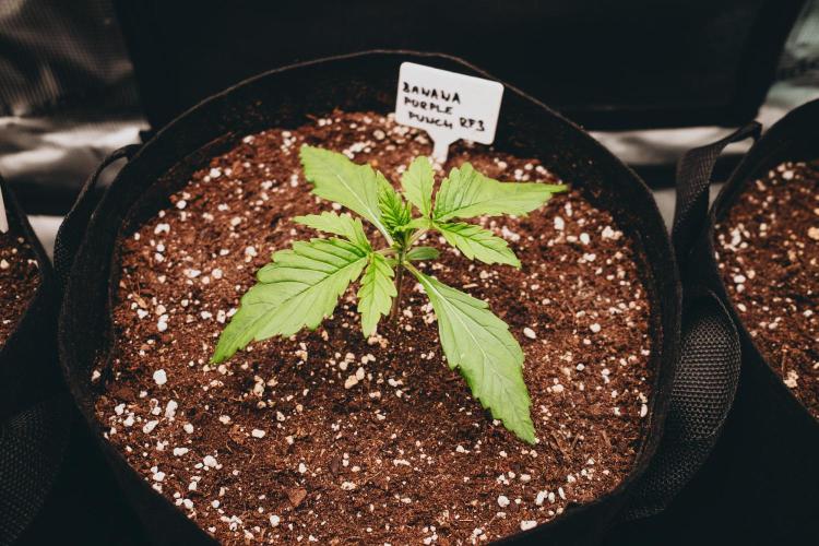 Spring 42 auto. Week 2