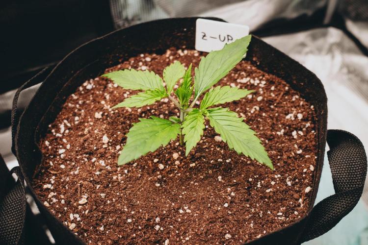 Spring 42 auto. Week 2