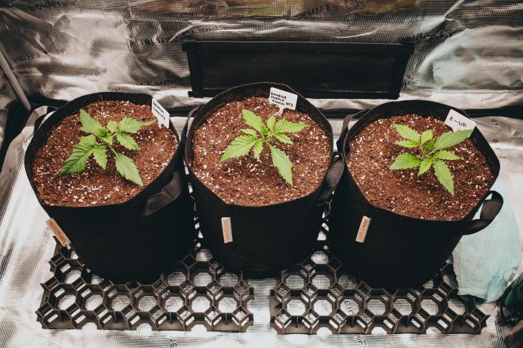 Spring 42 auto. Week 2