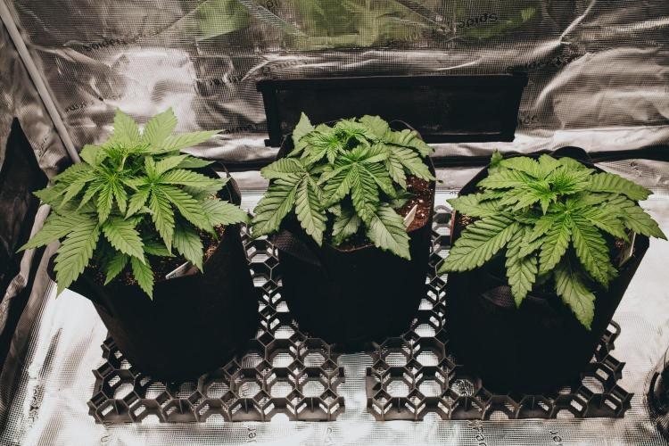 Spring 42 auto. Week 3