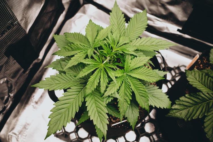 Spring 42 auto. Week 3