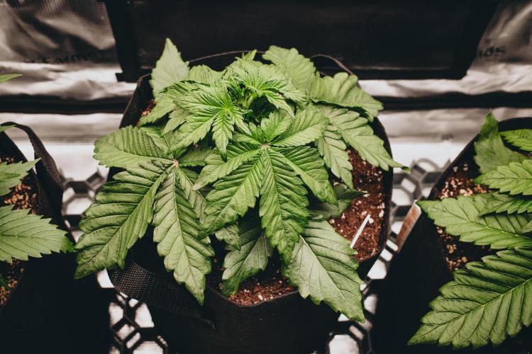 Spring 42 auto. Week 3