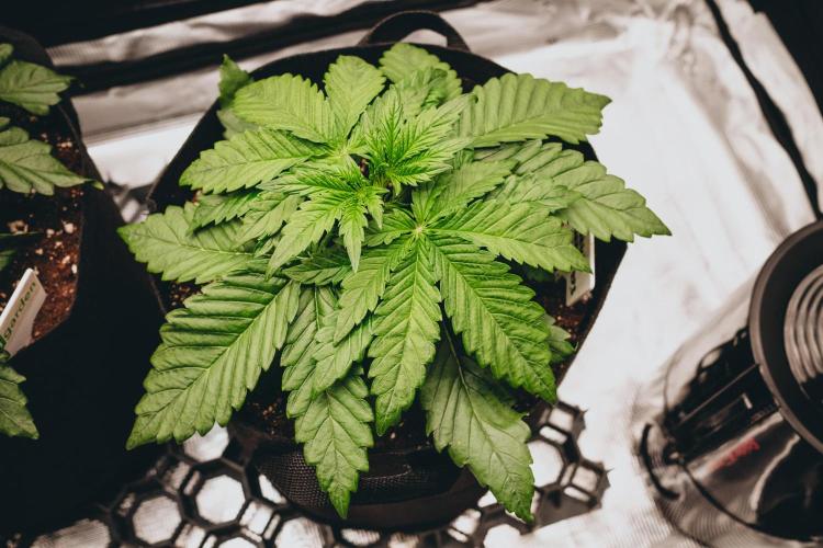 Spring 42 auto. Week 3