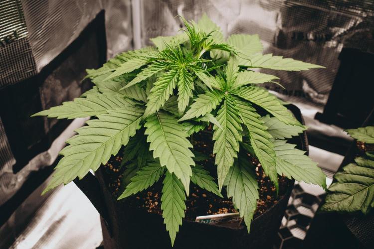 Spring 42 auto. Week 3