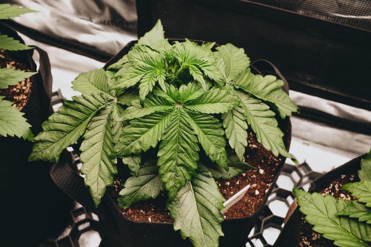 Spring 42 auto. Week 3