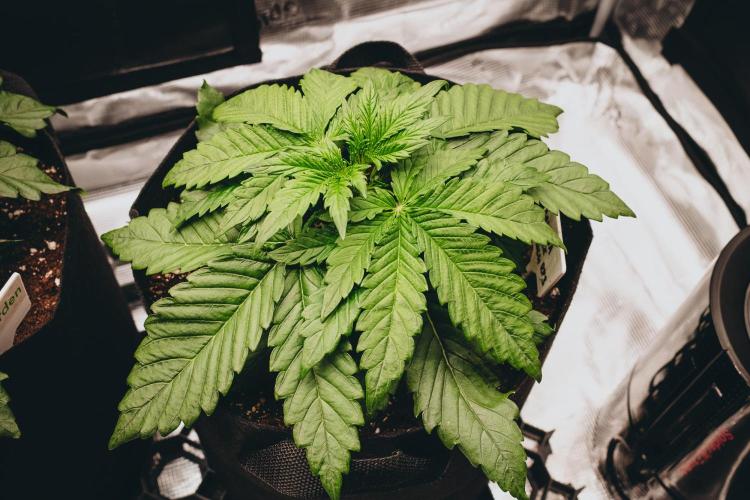 Spring 42 auto. Week 3