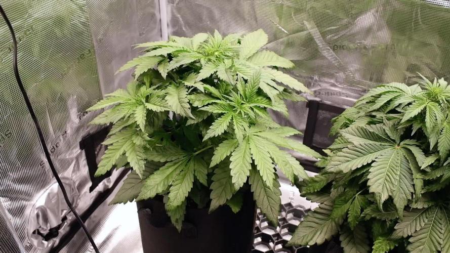 Spring 42 auto