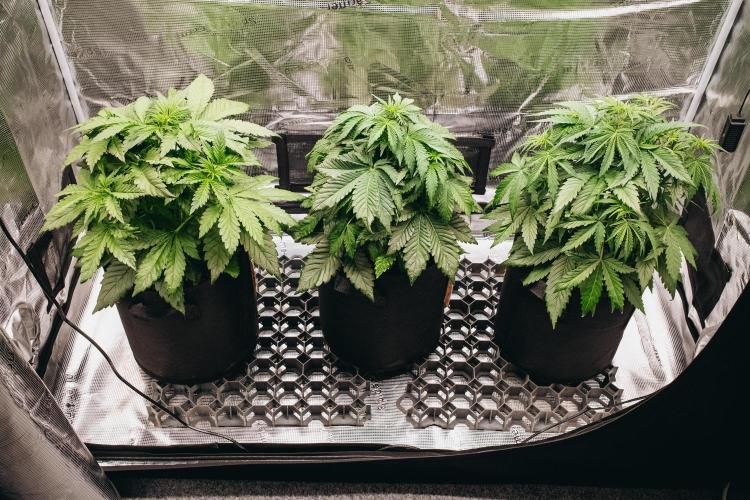 Spring 42 auto. Week 4