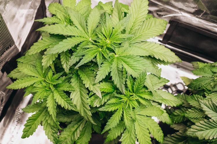 Spring 42 auto. Week 4