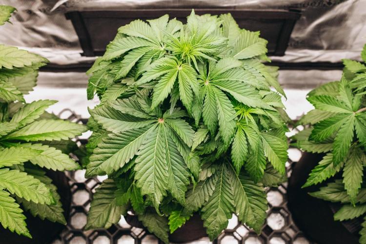 Spring 42 auto. Week 4
