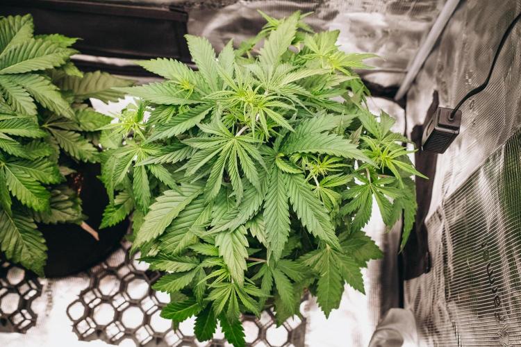 Spring 42 auto. Week 4
