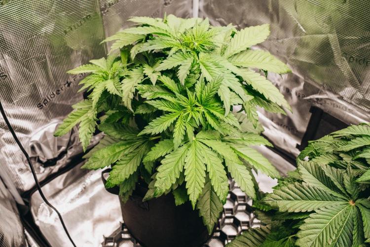 Spring 42 auto. Week 4