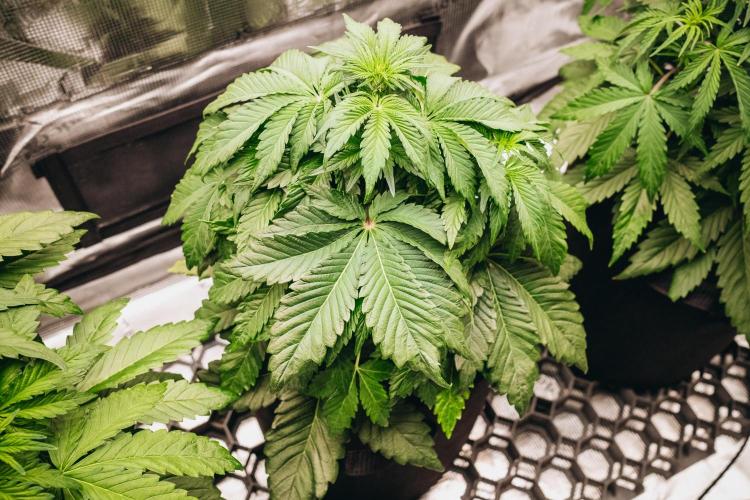 Spring 42 auto. Week 4