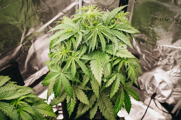 Spring 42 auto. Week 4