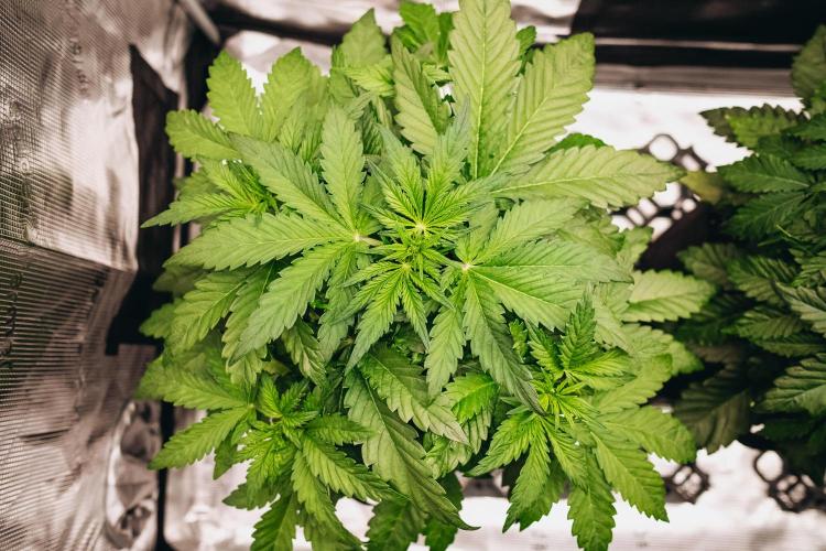 Spring 42 auto. Week 4