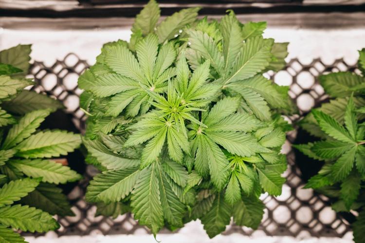 Spring 42 auto. Week 4