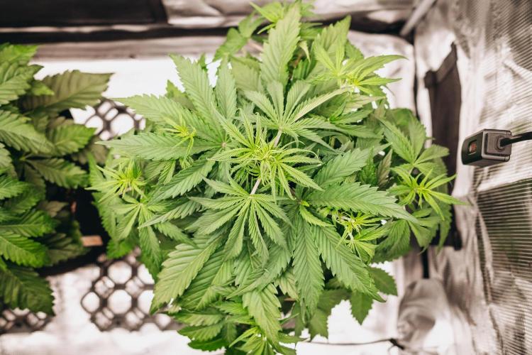 Spring 42 auto. Week 4