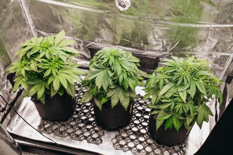 Spring 42 auto. Week 4