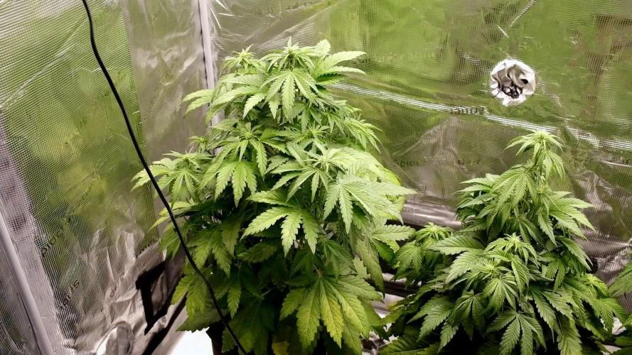 Spring 42 auto