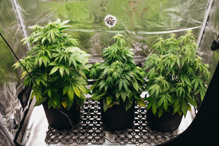 Spring 42 auto. Week 5