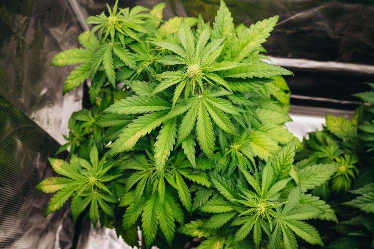 Spring 42 auto. Week 5