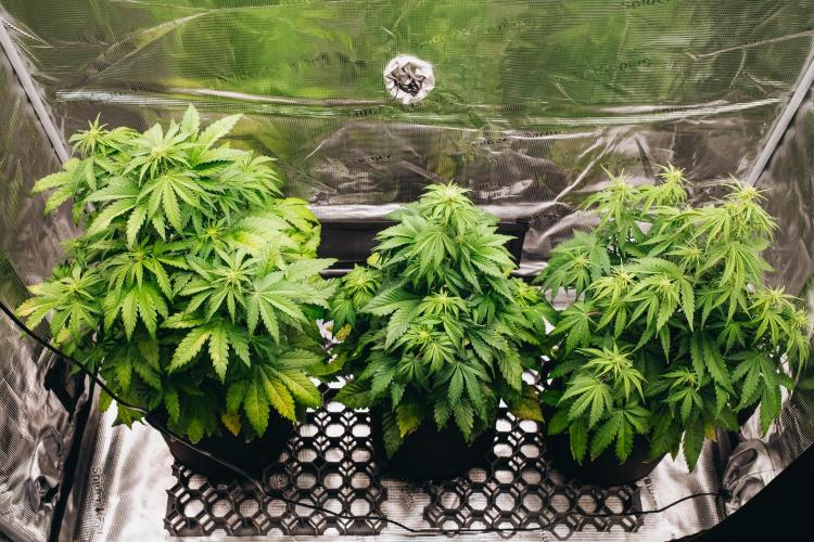 Spring 42 auto. Week 5