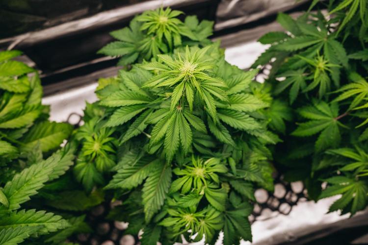 Spring 42 auto. Week 5