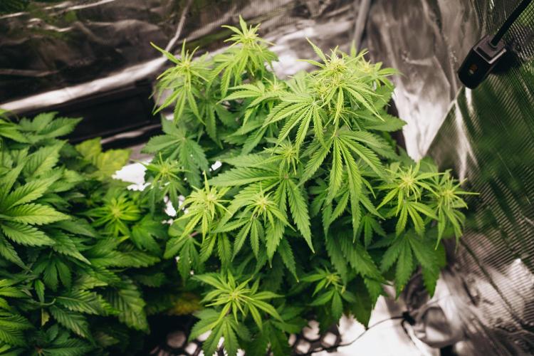Spring 42 auto. Week 5