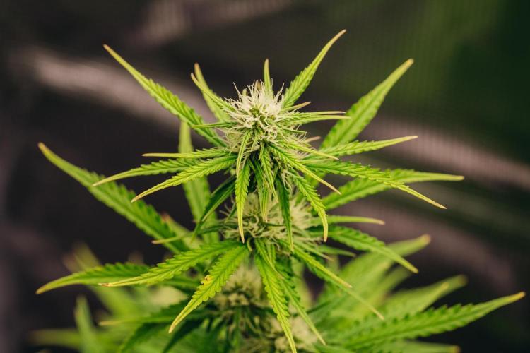 Spring 42 auto. Week 6
