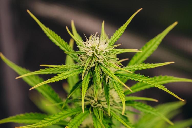 Spring 42 auto. Week 6