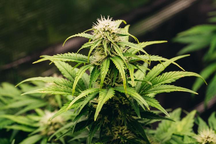 Spring 42 auto. Week 6