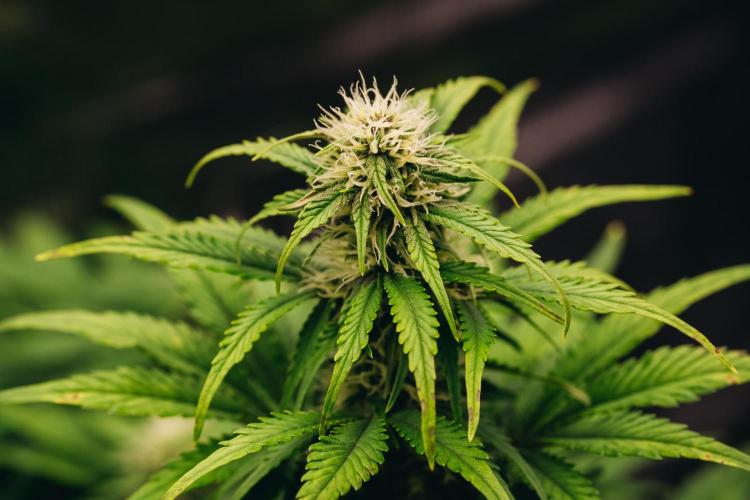Spring 42 auto. Week 6
