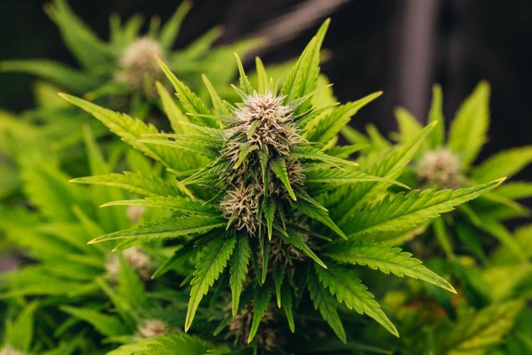 Spring 42 auto. Week 6