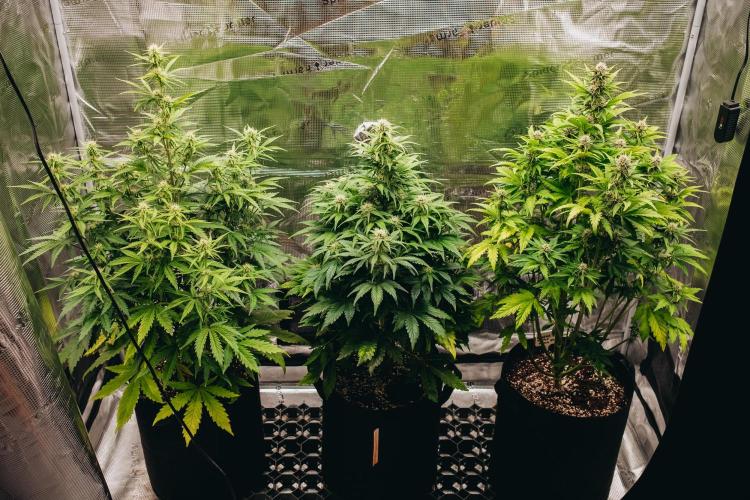 Spring 42 auto. Week 6 - Z-Up, Papaya Cookies, Banana RF3