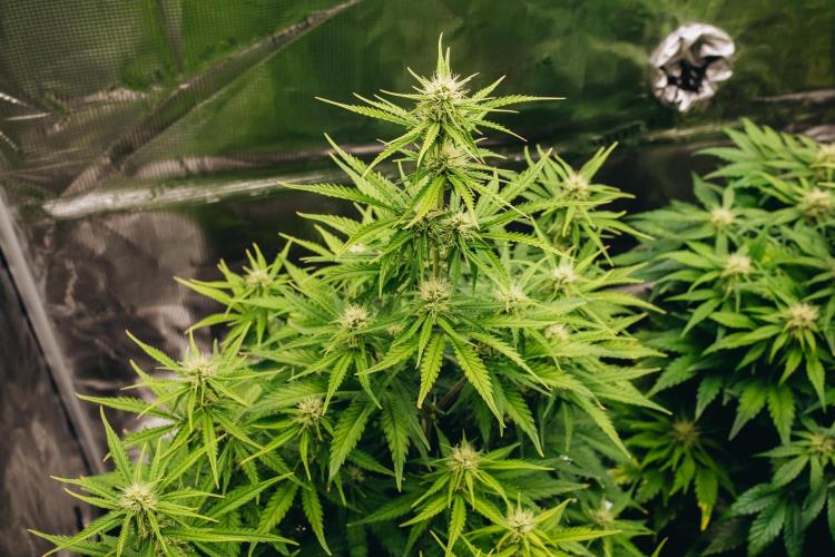 Spring 42 auto. Week 6