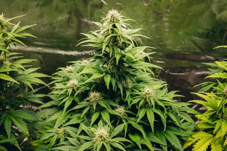 Spring 42 auto. Week 6