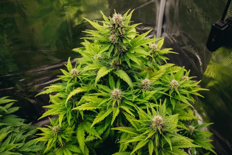 Spring 42 auto. Week 6