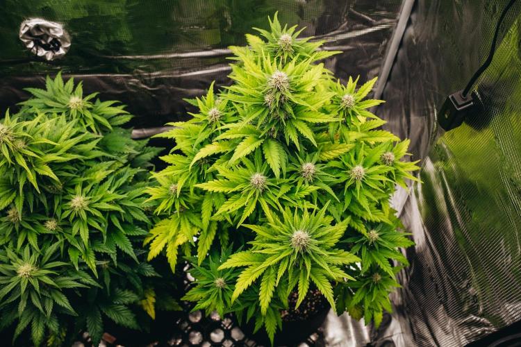 Spring 42 auto. Week 6