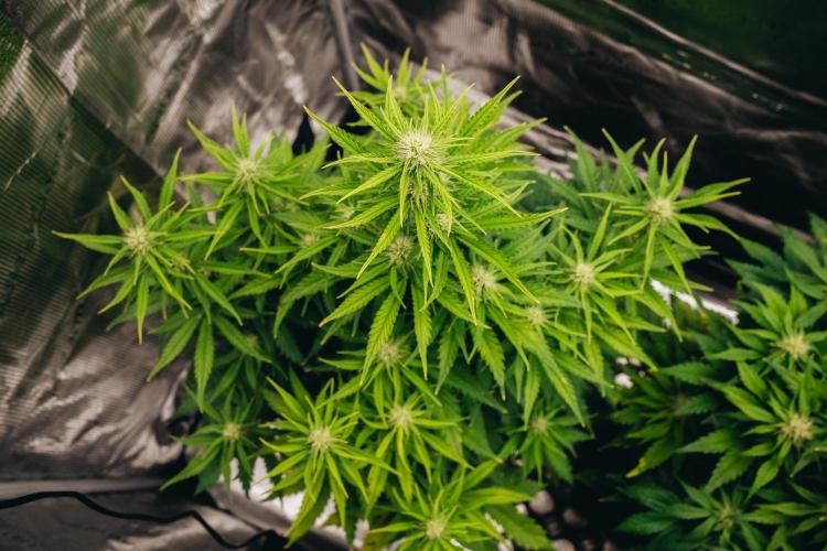 Spring 42 auto. Week 6