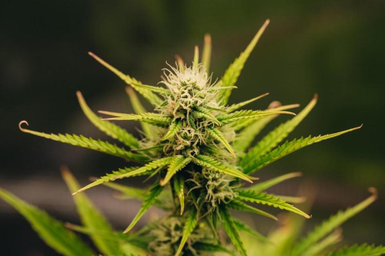 Spring 42 auto. Week 7