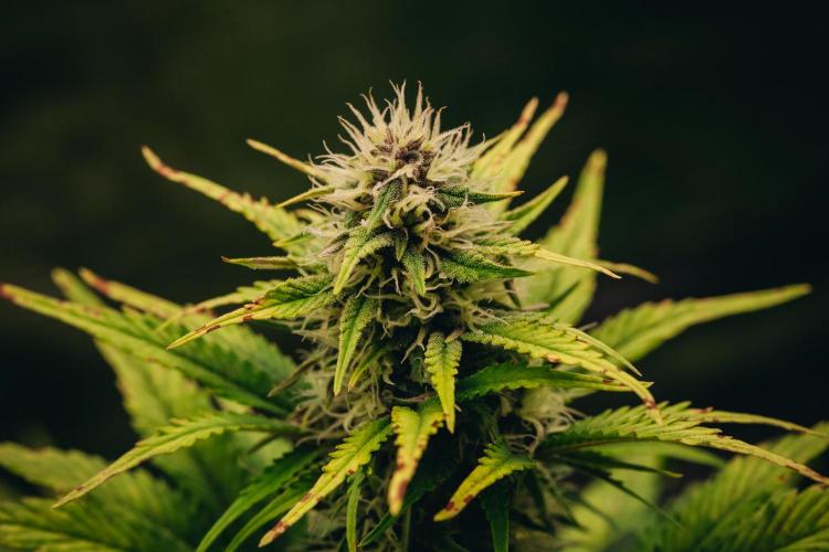 Spring 42 auto. Week 7