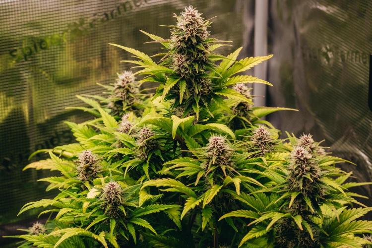 Spring 42 auto. Week 7