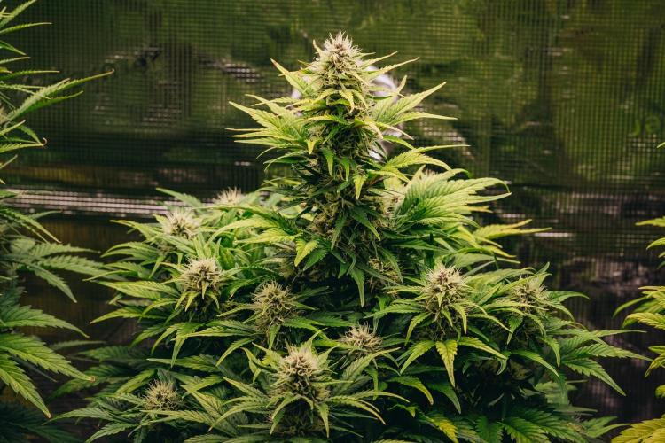 Spring 42 auto. Week 7
