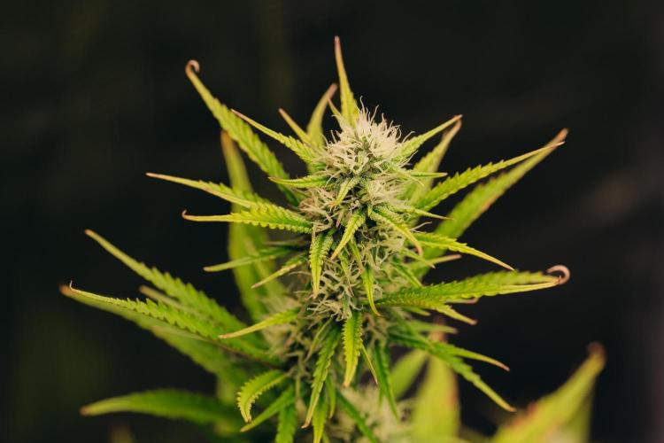 Spring 42 auto. Week 7