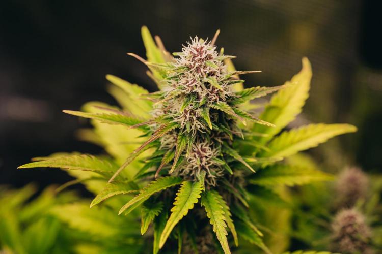 Spring 42 auto. Week 7