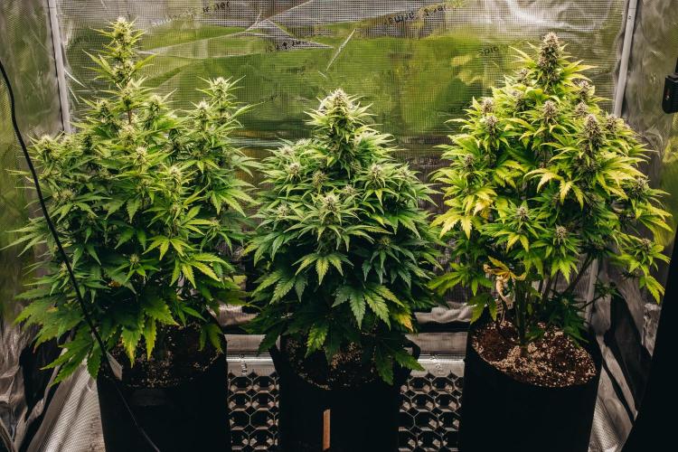 Spring 42 auto. Week 7