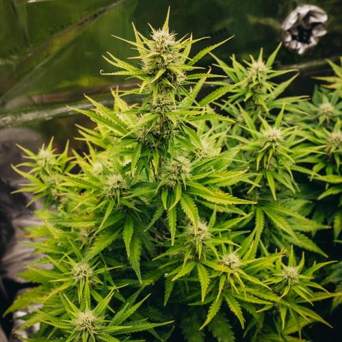 Spring 42 auto. Week 7