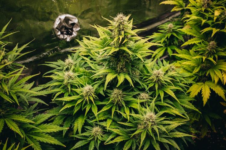 Spring 42 auto. Week 7